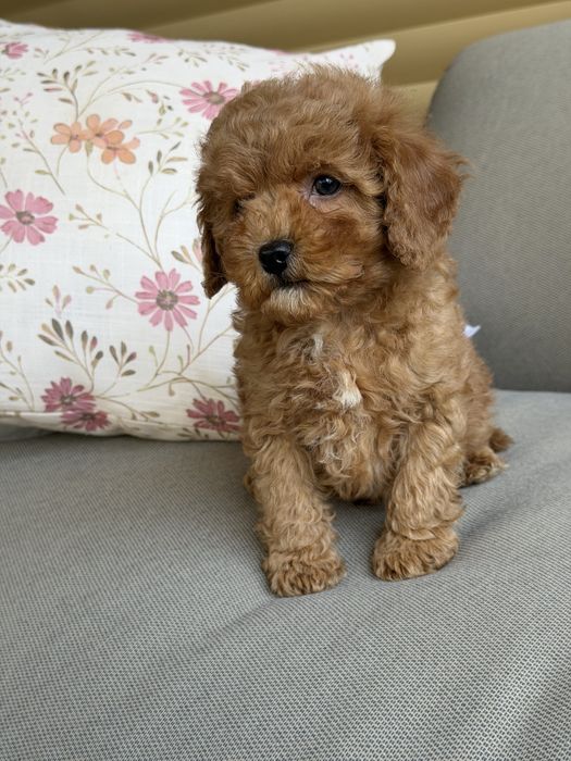 Cavapoo - chlopczyk  ;)