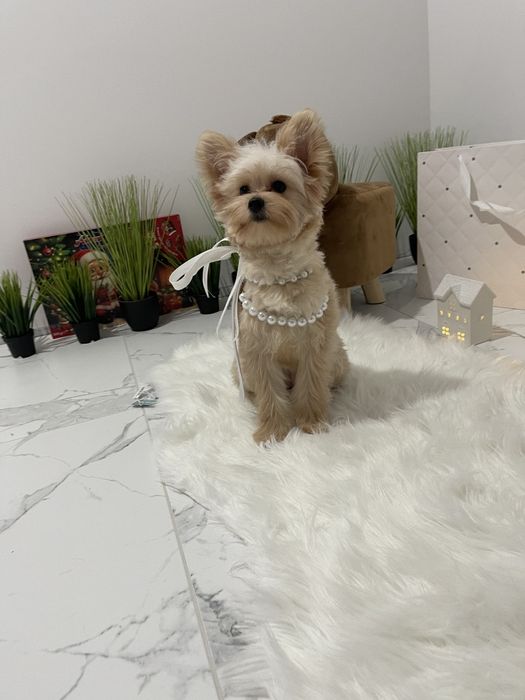 Обіймай і не відпускай  чарівні Помапу тут!