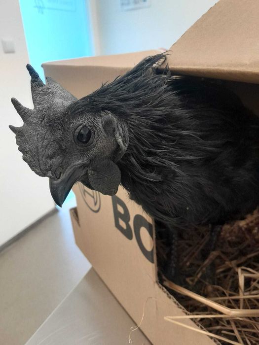 Ayam Cemani, "black tongue", Fm|Fm, linhagem indonesia