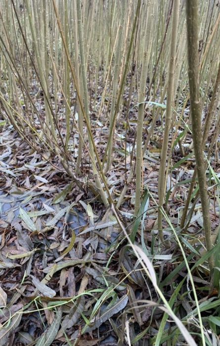 Енергетична верба живці лоза для живопдоту ива