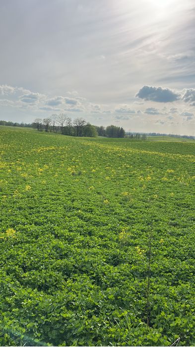 Sianokiszonka z koniczyny czerwonej zamienie na słome