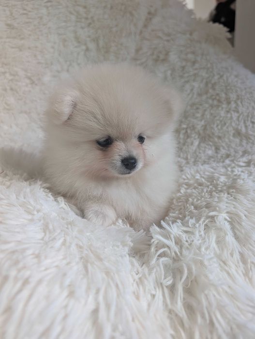 Szpic miniaturowy, pomeranian