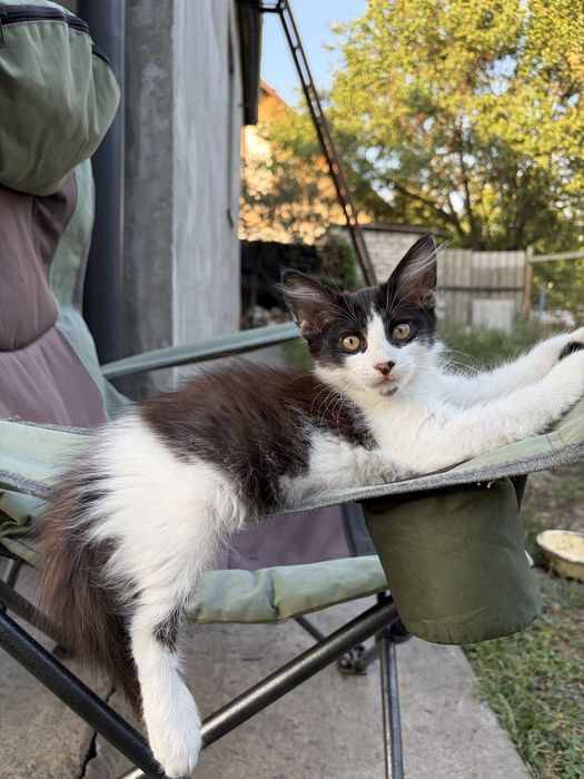 Пухнастий котик! В добрі руки.