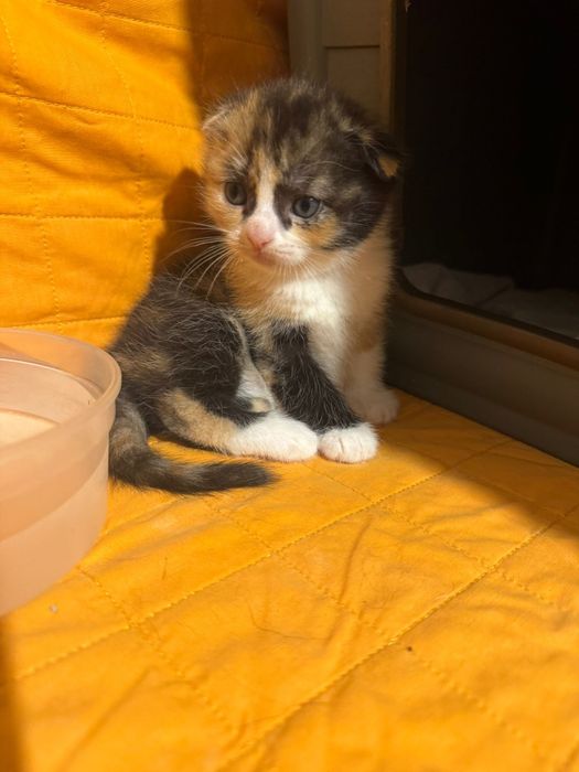 Scottish fold tricolor lindissima (rara)