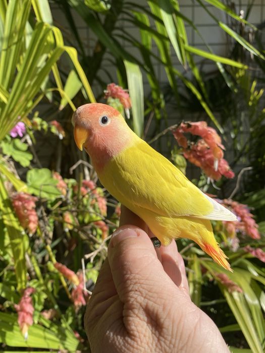 Agapornis domesticado