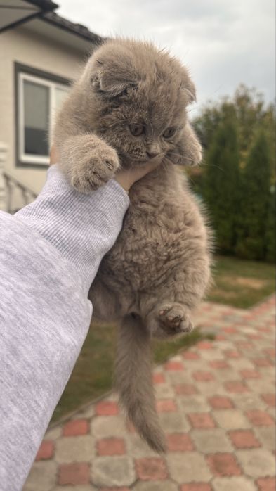 Британська кітка, продається