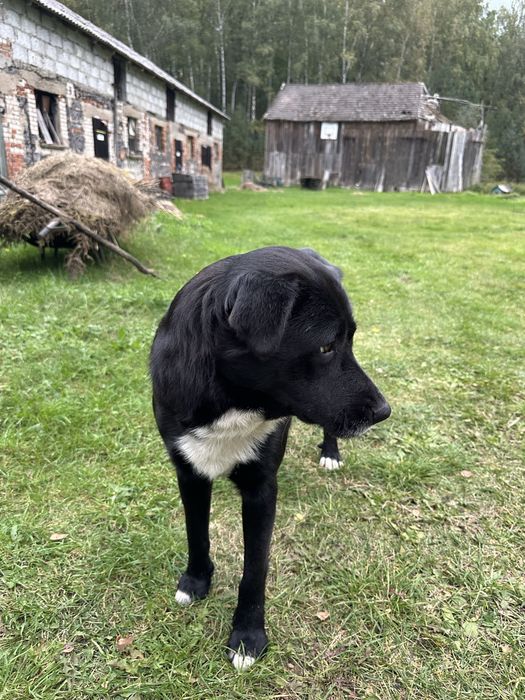 Uratuj psa od schroniska
