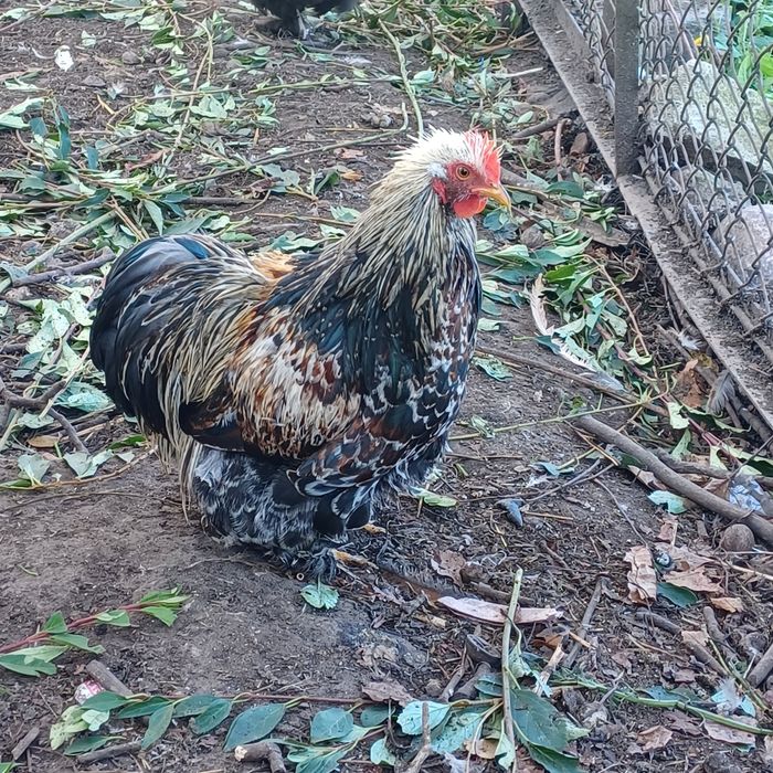 Sprzedam  kogutki kochiny tenczanki wandotta