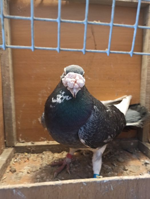 Gołębie staropolskie samiec