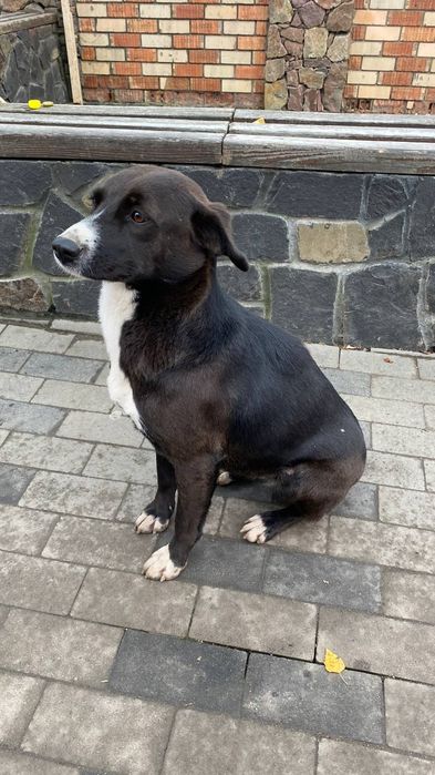 Молода собака в добрі руки