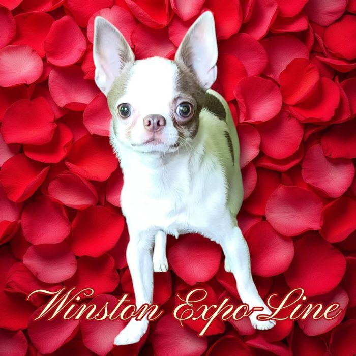 Біло-ліловий чихуахуа запрошує дам на в'язку