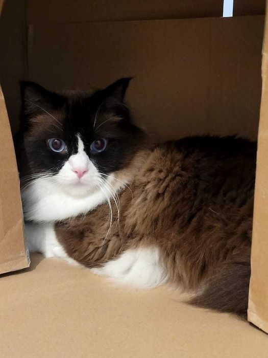 Kot Rasy Ragdoll (Zarezerwowany)