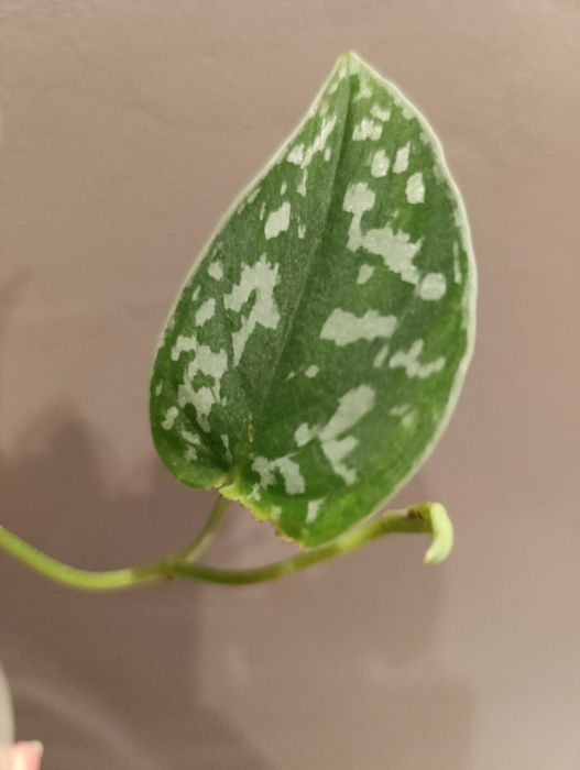 Philodendron scandens cięty  lub Scindapsus Argyreus Pictus lub inn