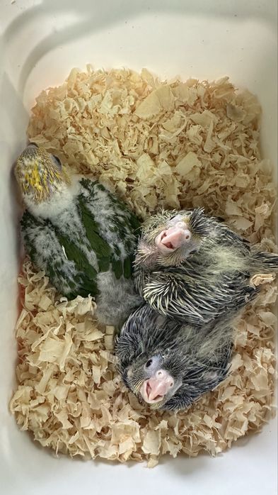 Caturras parra criar a mao