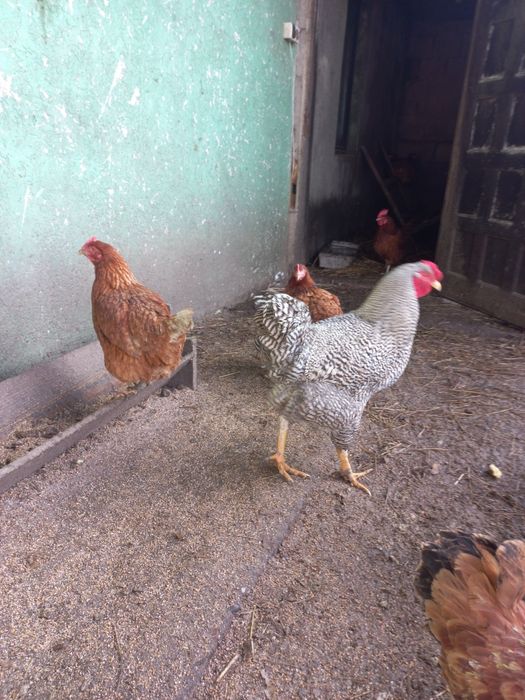 Młode koguty amarock