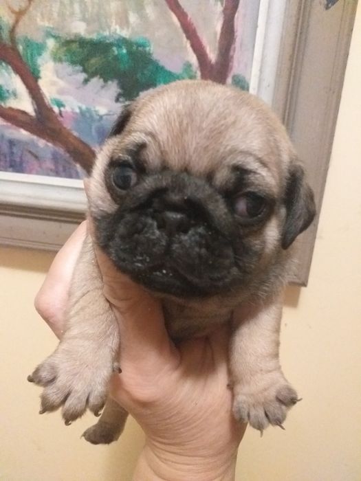 Неймовірні цуценята