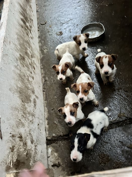 Продам собак породи фокстерʼєр