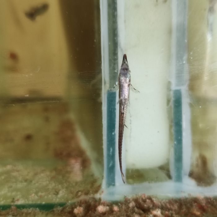 Стурисома панамская ,фарловелла обыкновенная.Гуппи,анциструсы,цихлиды