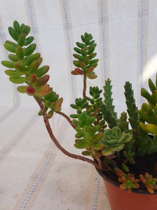 Planta - Crassula & Sedum & Rhipsalis