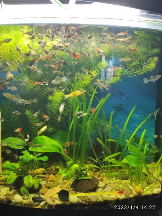 Рибки гуппі самці і самки