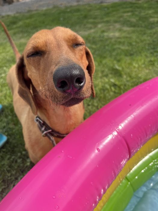 Вязка таксік, 5 рочків