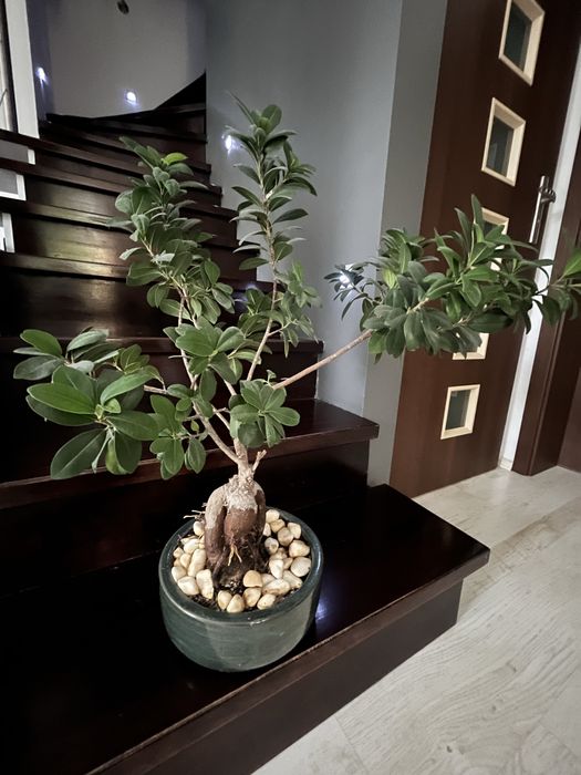 Drzewko typu bonsai - duze