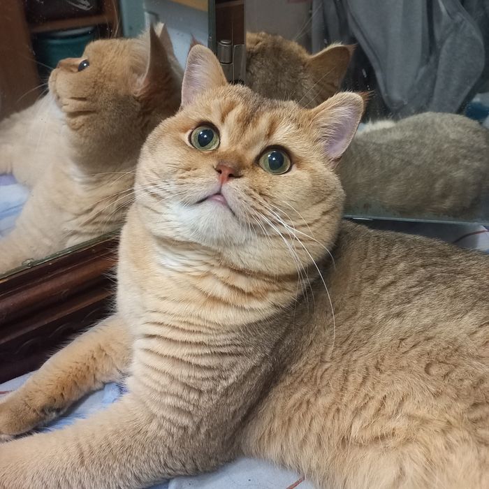 Вязка .Кот золотая шиншилла.