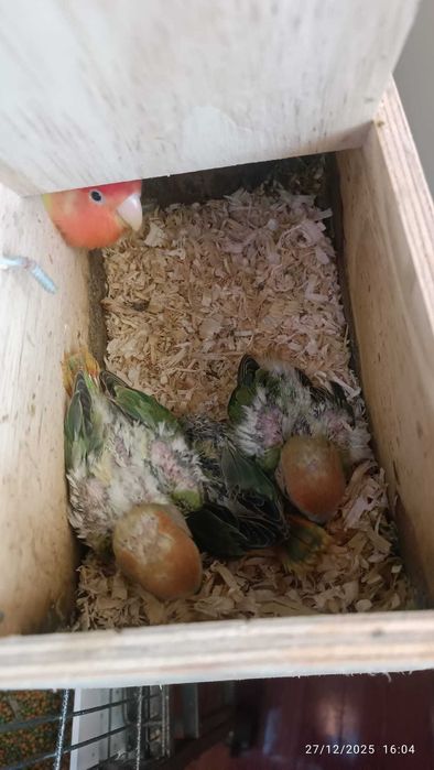 Agapórnis para cedencia