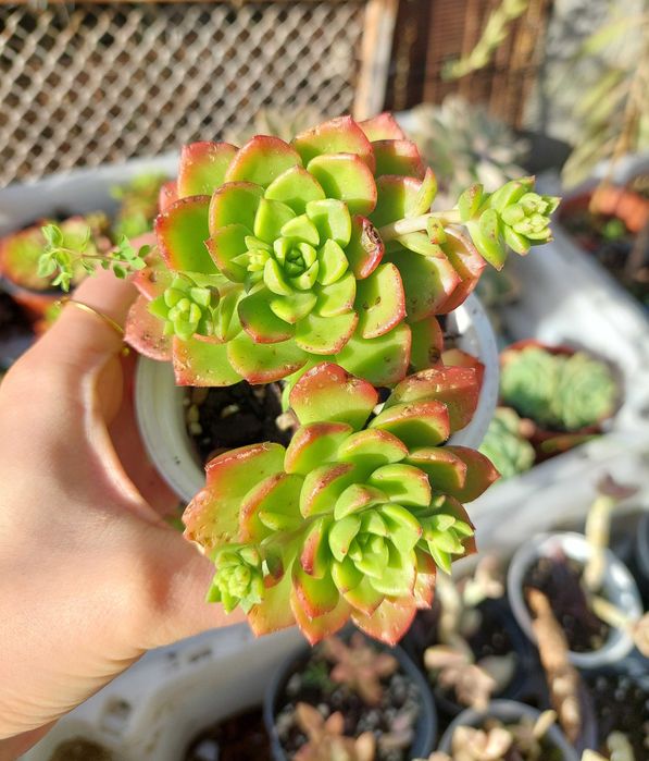 Suculentas variadas 3€ cada