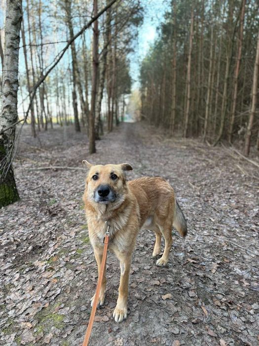 Leo - piękny przytulas szuka domu