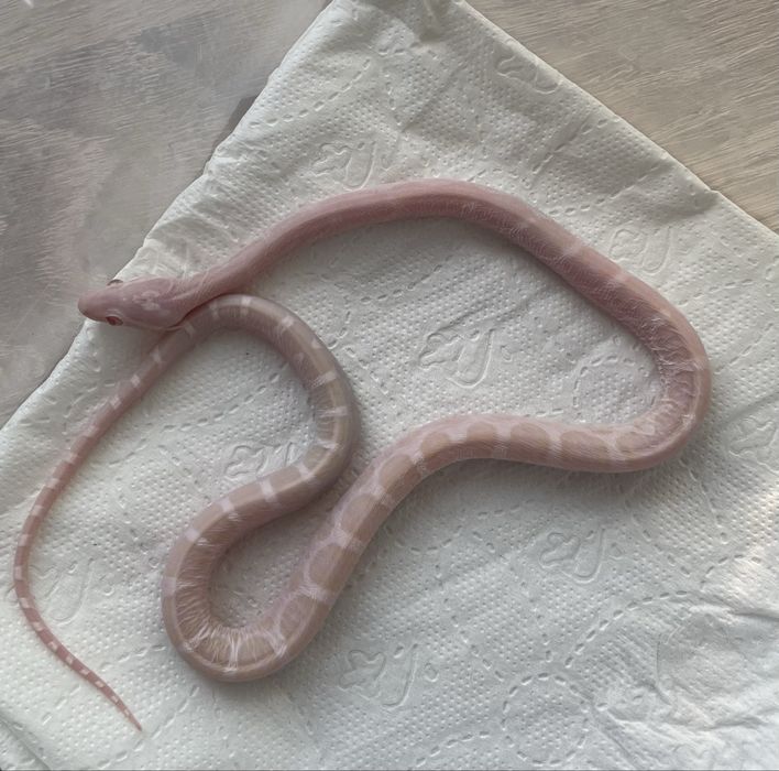 Wąż zbożowy Snow Scaleless dostepne samce i samice