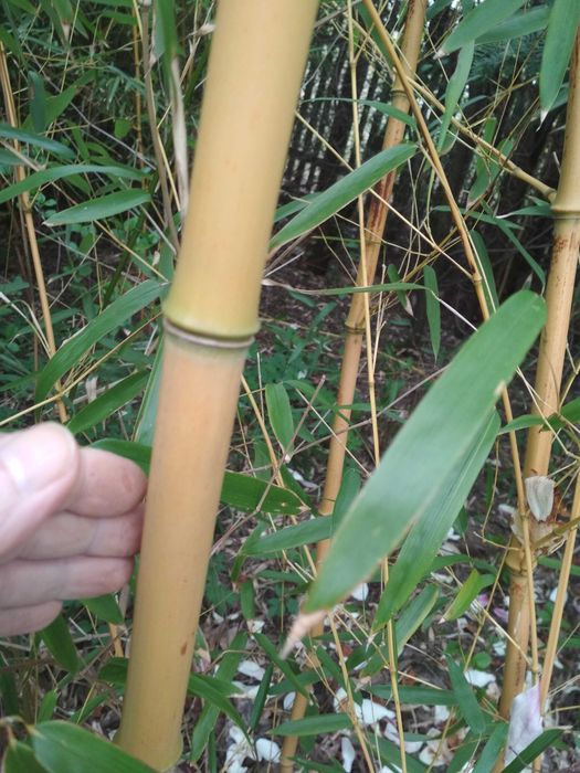 BAMBUSY Phyllostachys w KAMPINOSIE, zimozielone, mrozoodporne