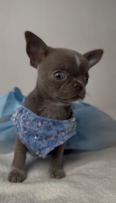 Liliowa suczka chihuahua mini
