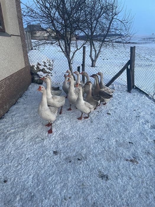 Продам домашніх гусей