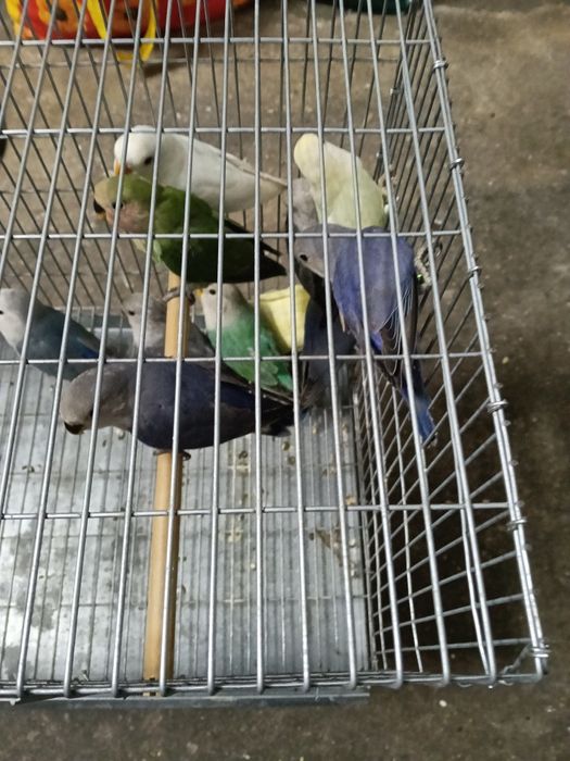 Vendo agraponis deste ano