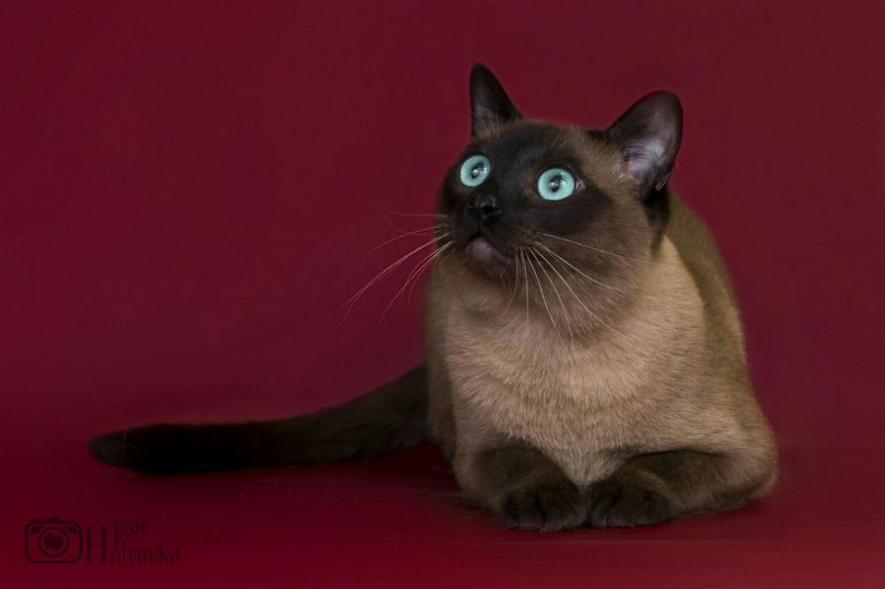Тонкінез. Тонкінська кішка. Тонкінята з розплідника.Тонкинские котята.