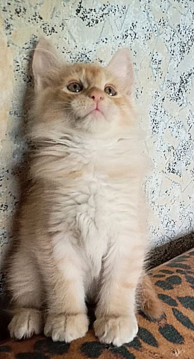 Девочка метис Мейн Кун и шотландец