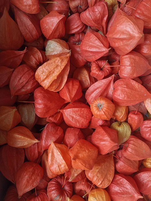 Фізаліс декоративний (коробочки)