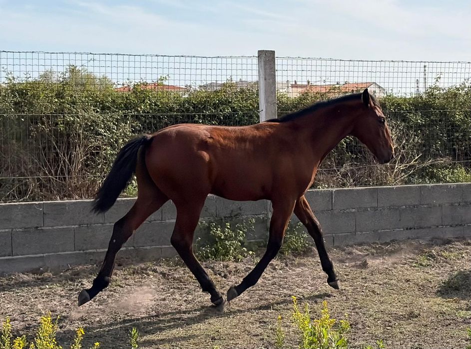 Poldro  Lusitano