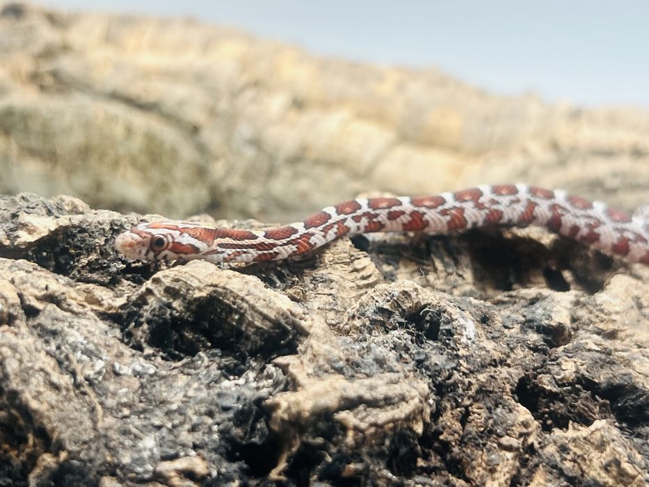 Wąż zbożowy węże zbożowe transport wyprawka