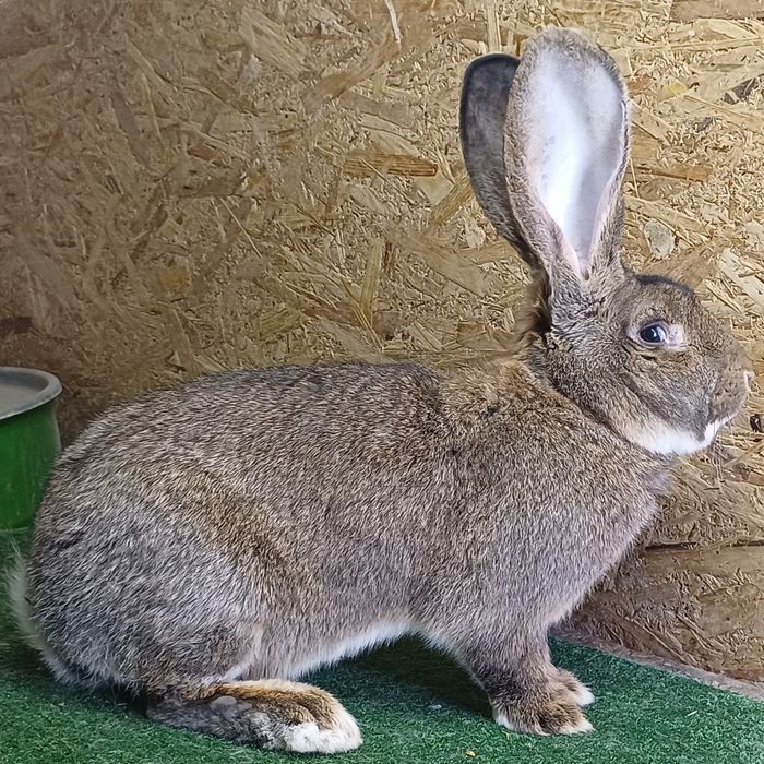 Samiec Belgijski Olbrzym Szary z rodowodem .