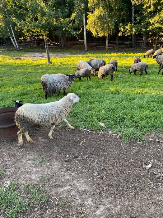 Барани та вівці для розводу