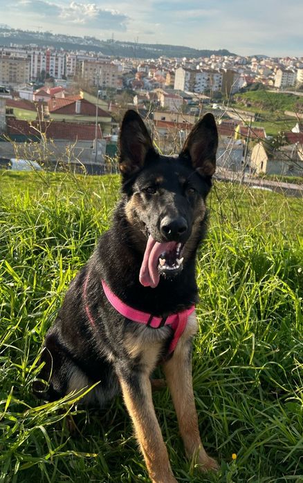 Adoção responsável, pastor alemão.