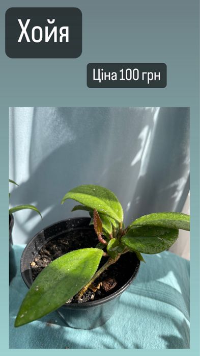 Кімнатні рослини