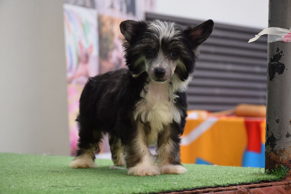 Chinese Crested Dog - Variedade com pelo