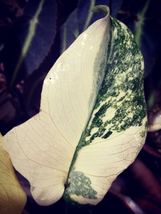 Monstera Thai Creme Brulee Cream Milk variegata REZERWACJA philodendro