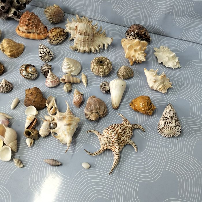 Piękne muszle dekoracja