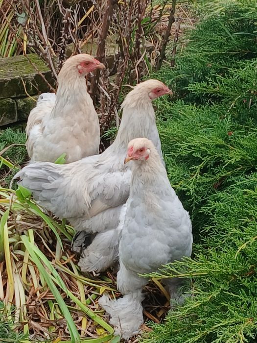 Koguty ozdobne, wayndotte, brahma Isabell