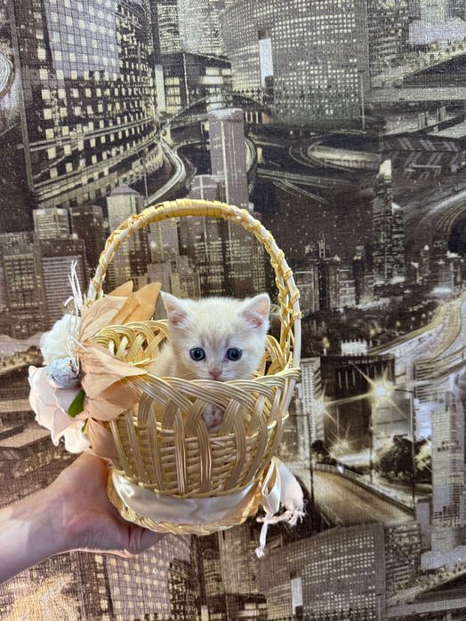 Шотландські кошенята