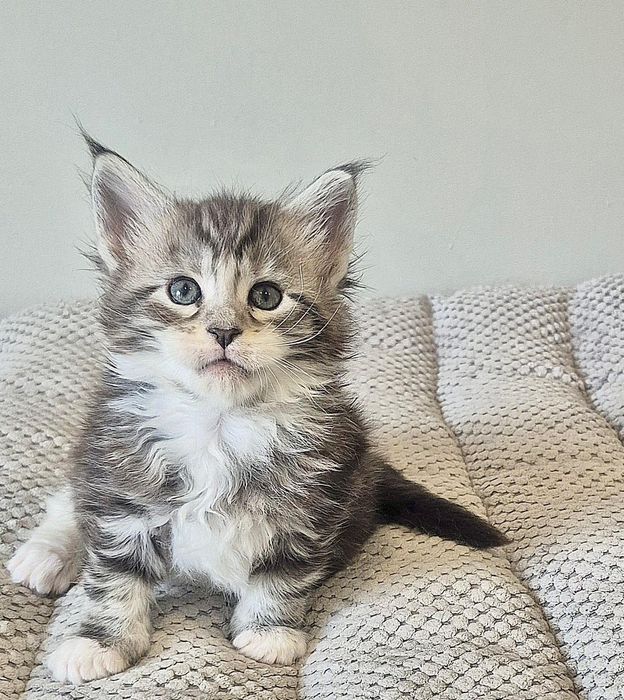 Srebrzysty z białym kocurek Maine coon!!!